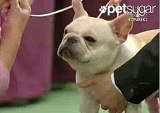 Wishbone Just Wanted to Stop